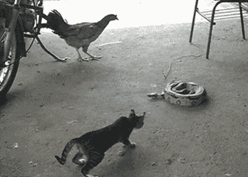 Cat Attack On Snake Funny Gif Picture
