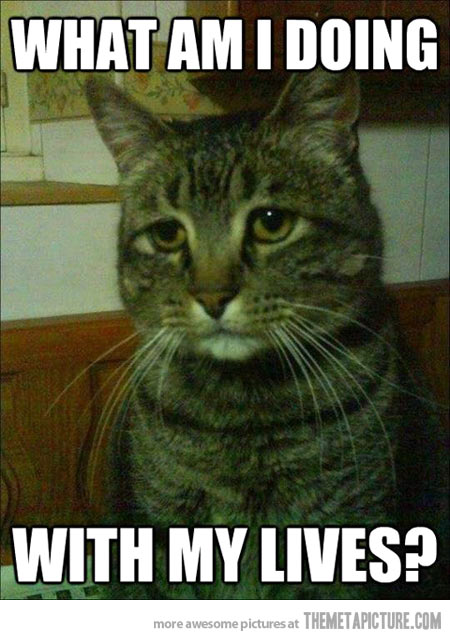 Cat Sad Meme Funny Photo