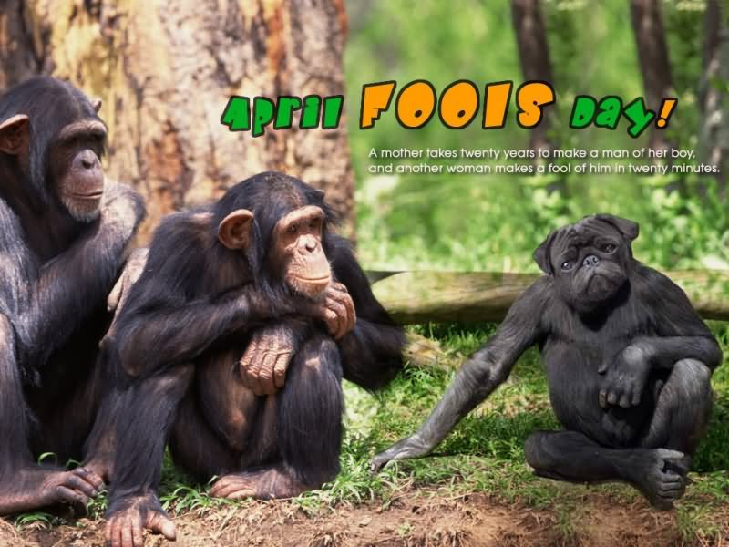 Chimpanzee April Fools Day Prank Funny Image