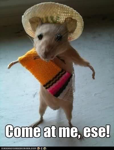 Come At Me Ese Funny Hamster Meme Image