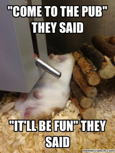 Come To The Pub They Said Funny Hamster Meme Picture