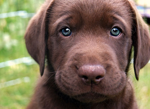 Cute Puppy Sad Face Funny Picture