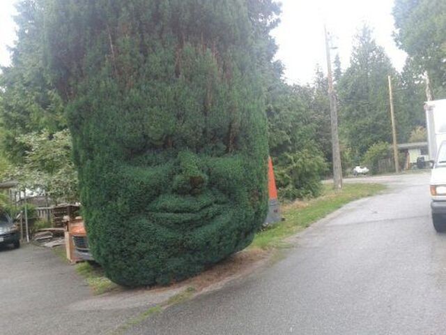 Cute Smiling Tree Face Funny Image