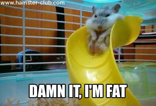 Damn It I Am Fat Funny Hamster Meme Picture