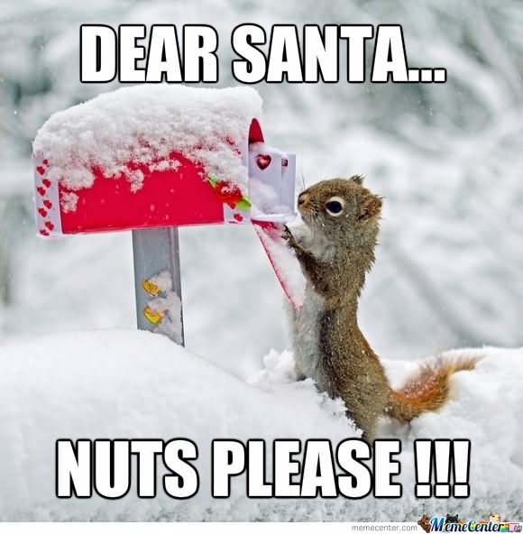 Dear Santa Nuts Please Funny Squirrel Meme Image
