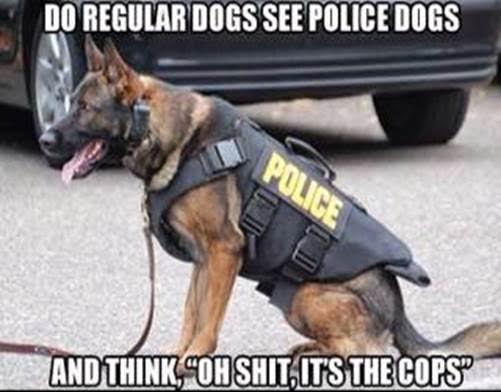 Do Regular Dogs See Police Dogs Funny Cop Meme Picture
