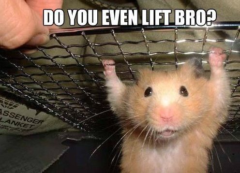 Do You Even Lift Bro Funny Hamster Meme Image