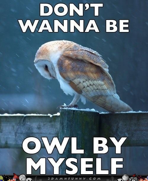 Don't Wanna Be Owl By Myself Funny Sad Meme Picture