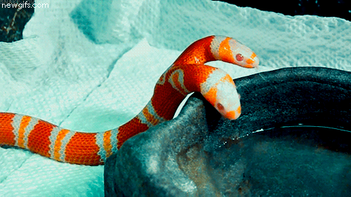 14 Most Funniest Snake Gif Pictures Of All The Time