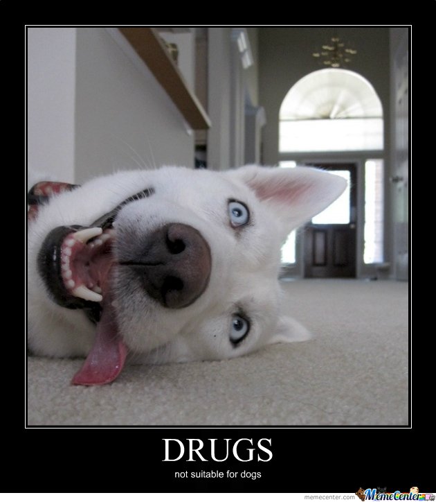 Drugs Not Suitable For Dogs Funny Meme Poster