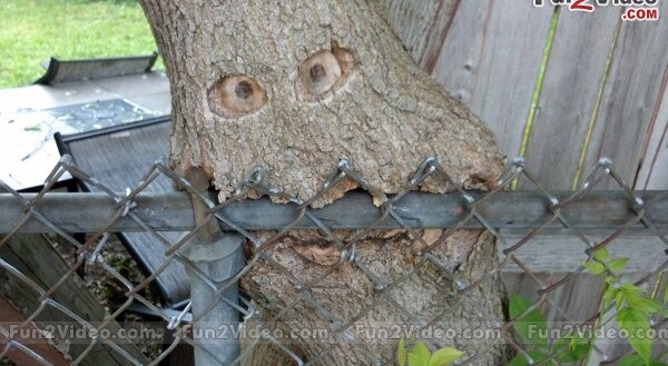 Fencing Wire Eating Tree Face Funny Picture For Whatsapp