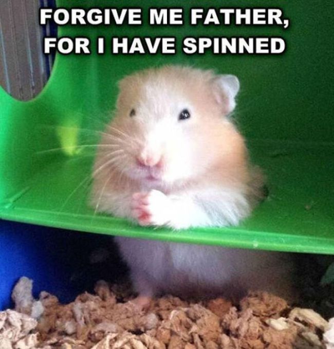 Forgive Me Father For I Have Spinned Funny Hamster Meme Picture
