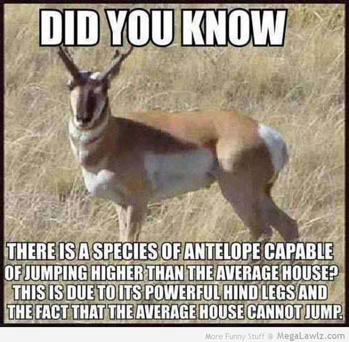 Funny Amazing Meme Did You Know Image