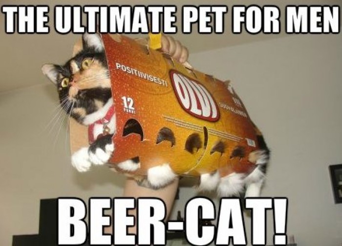 Funny Beer-Cat Photo