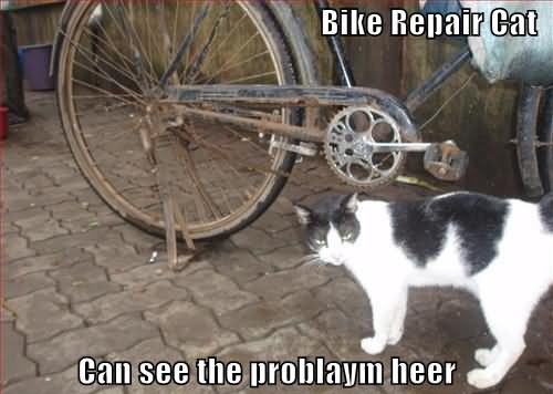 Funny Bicycle Repair Cat Meme Picture For Facebook