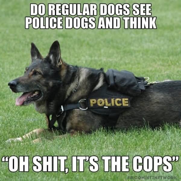 Funny-Cop-Meme-Do-Regular-Dogs-See-Police-Dogs-And-Think-Photo.jpg