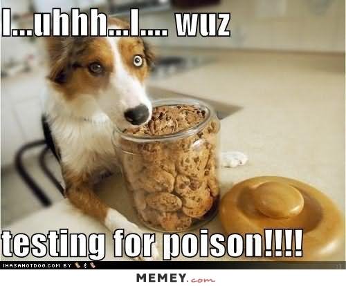 Funny Dog Cookies Meme Picture