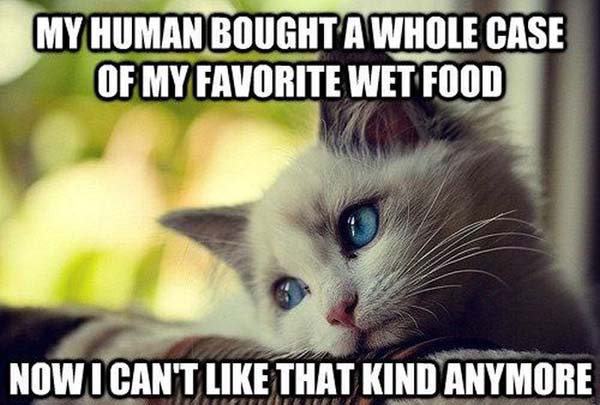 Funny Food Meme My Human Bought A Whole Case Of My Favourite We Food Image