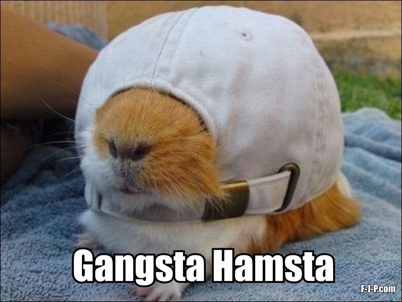 Funny Gangsta Hamsta Picture