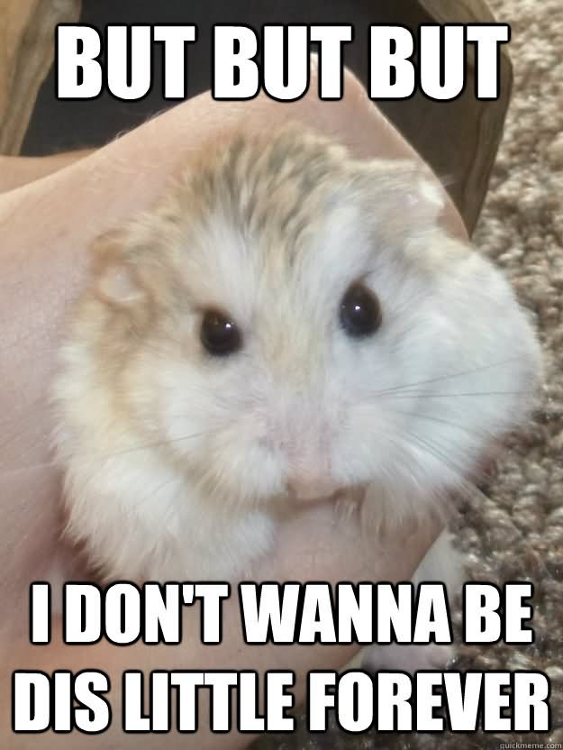 Funny Hamster Meme I Don't Wanna Be Did Little Forever Picture