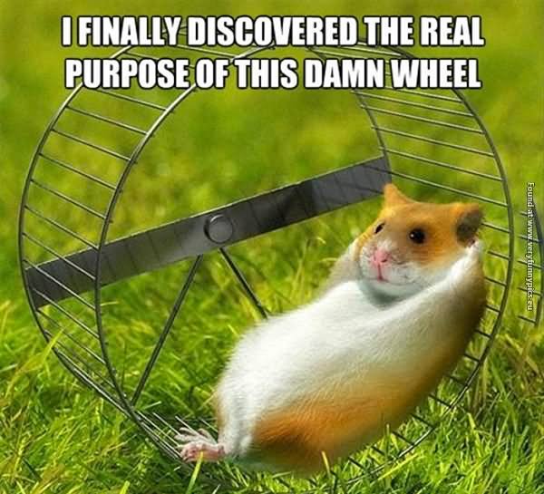 Funny Hamster Meme I Finally Discovered The Real Purpose Of This Damn Wheel Picture