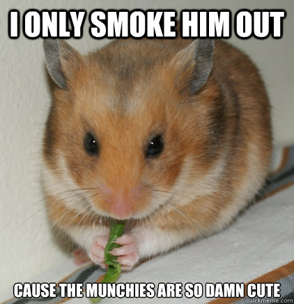 Funny Hamster Meme I Only Smoke Him Cause The Munchies Are So Damn Cute Picture