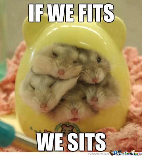 Funny Hamster Meme If We Fits We Sits Image