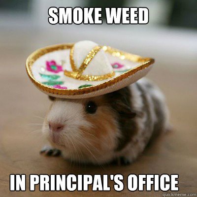 Funny Hamster Meme Smoke Weed In Principal's Office Picture