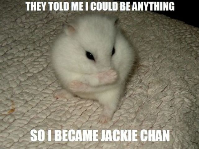 Funny Hamster Meme They Told Me I Could Be Anything So I Became Jackie Chan Picture For Facebook