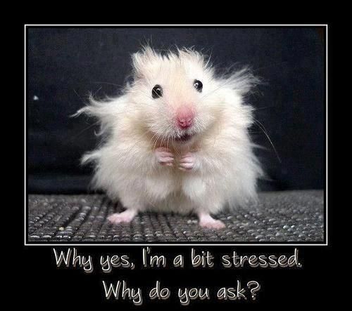 Funny Hamster Meme Why Yes I Am A Bit Stressed Why Do You Ask Picture