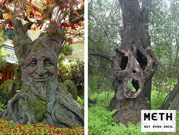 Funny Smiling And Laughing Trees Faces Picture