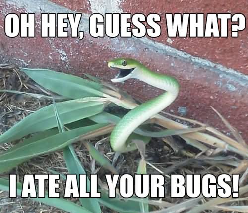 Funny Snake Meme I Ate All Your Bugs Picture