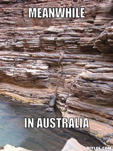 Funny Snake Meme Meanwhile In Australia Image