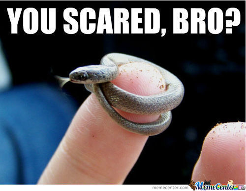Funny Snake Meme You Scared Bro Picture