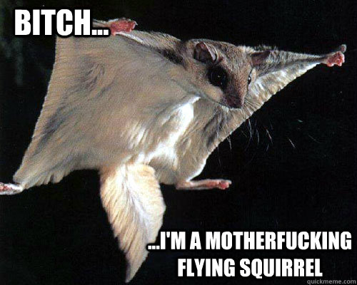 Funny Squirrel Meme Bitch I Am Motherfucking Flying Squirrel Picture