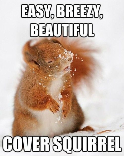 Funny Squirrel Meme Easy Breezy Beautiful Image