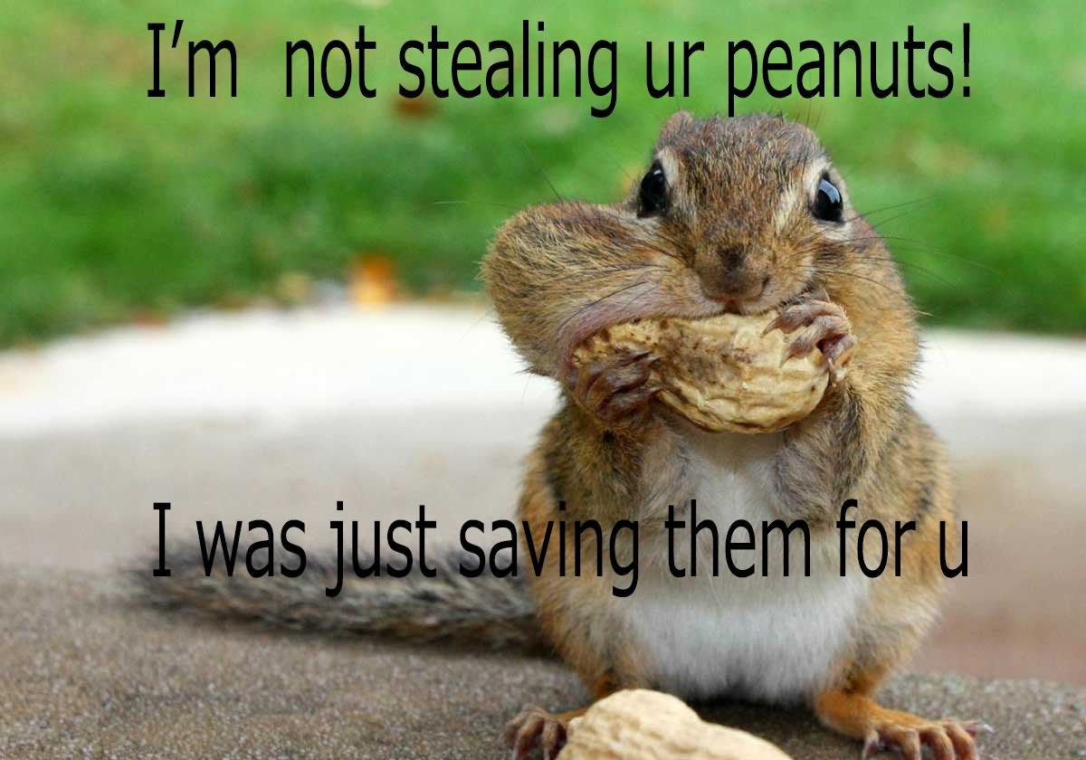 Funny Squirrel Meme I Am Not Stealing Ur Peanuts Picture
