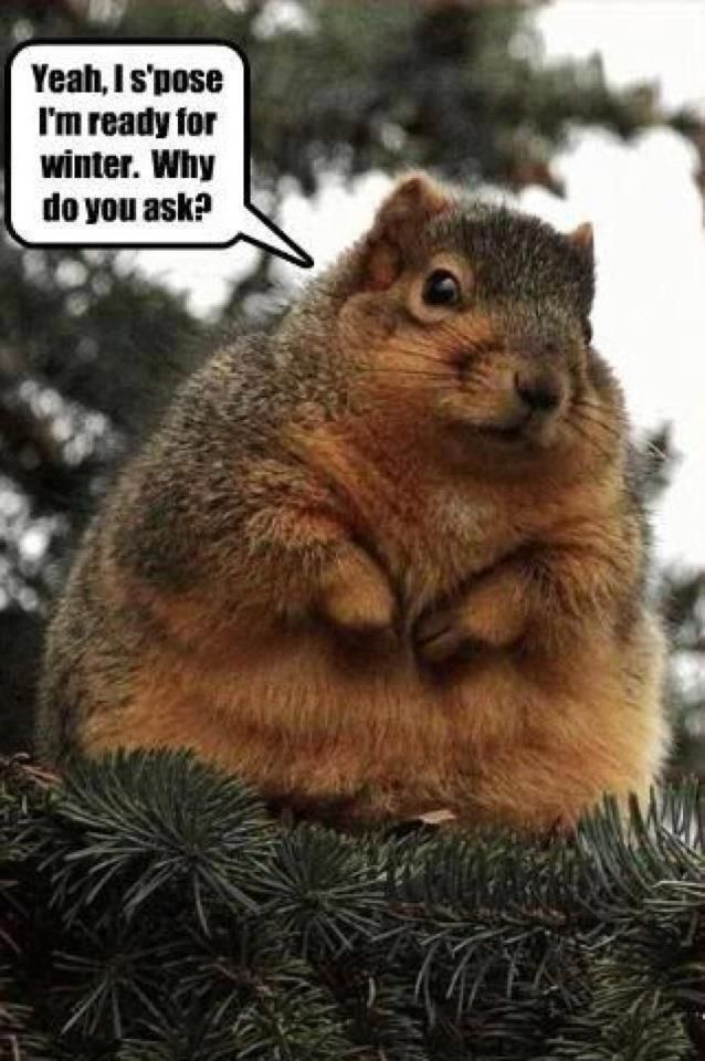 Funny Squirrel Meme I Am Ready For Winter Picture For Facebook