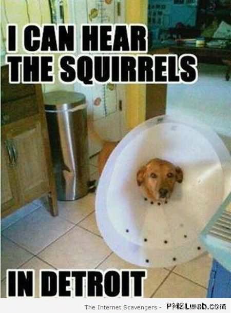Funny Squirrel Meme I Can Hear The Squirrels Image