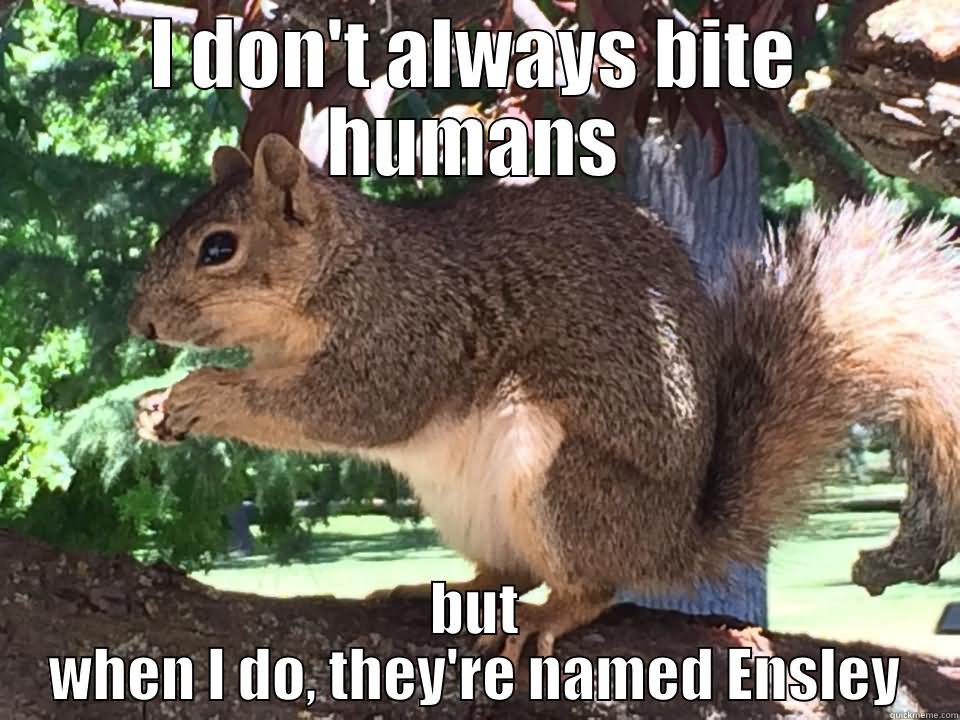 Funny Squirrel Meme I Don't Always Bite Humans Image.
