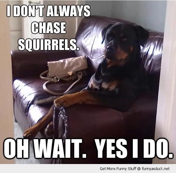 Funny Squirrel Meme I Don't Always Chase Squirrels Picture