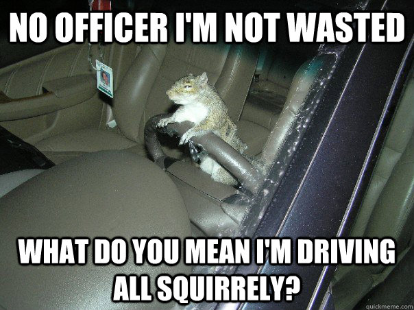 Funny Squirrel Meme No Officer I Am Not Wasted Photo