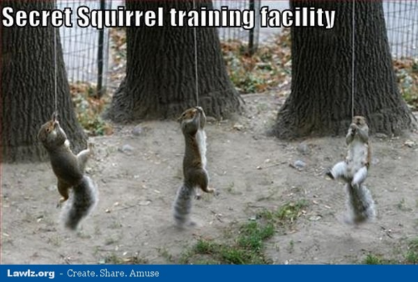 Funny Squirrel Meme Secret Squirrel Training Facility Image