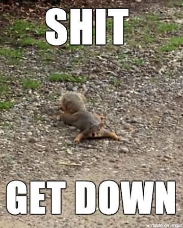 Funny Squirrel Meme Shit Get Down Picture