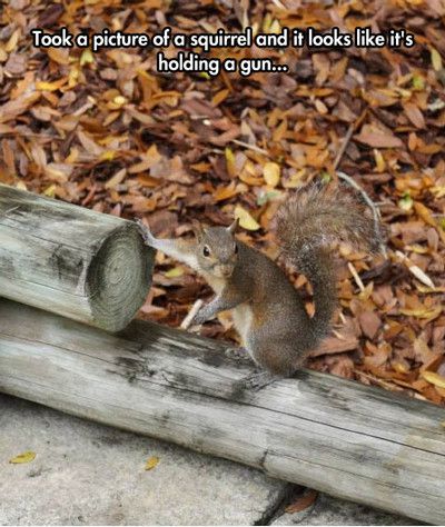Funny Squirrel Meme Took A Picture Of A Squirrel And It's Holding A Gun Image