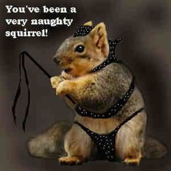 Funny Squirrel Meme You Have Been A Very Naughty Squirrel Picture