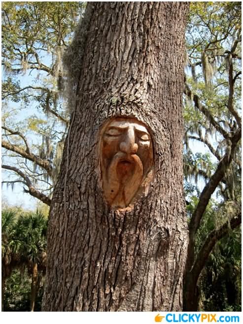 Funny Tree Closed Eyes Face Picture