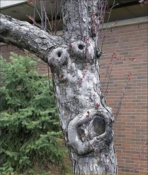 Funny-Tree-Face-Picture.jpg