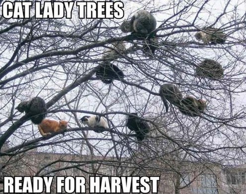 Funny Tree Meme Cat Lady Trees Image