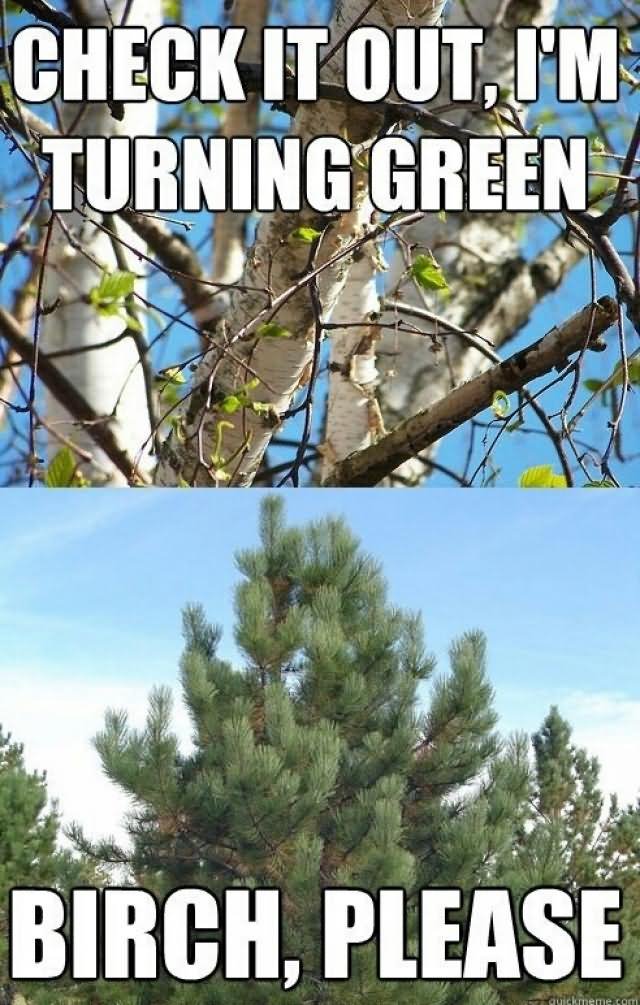 Funny Tree Meme Check It Out I Am Turning Green Picture For Facebook